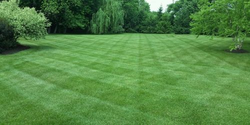 Lawn Care, Mowing, Weed Control