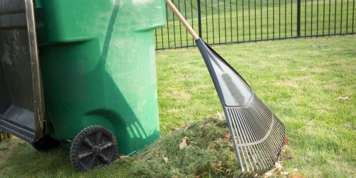 Lawn Clean up, Lawn Care
