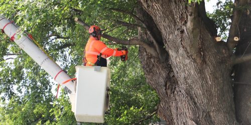 Tree Removal, Tree Cutting, Tree Service, Free Estimates, Tree Care
