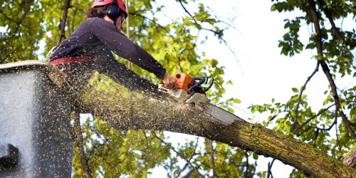 Tree Service, Tree Removal, Tree Care, Tree Trimming, Tree Cutting, Tree Company, Gutter Cleaning, Leaf Removal