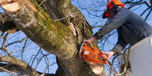 Tree Service, Tree Removal, Tree Care, Tree Trimming, Tree Cutting, Tree Company, Gutter Cleaning, Leaf Removal